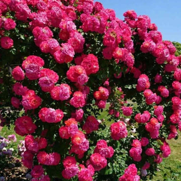 🌿🌸 Elegant Climbing Rose Flower Seeds !!!