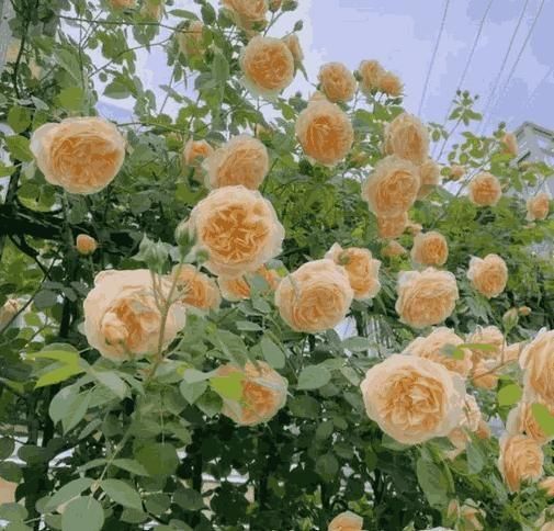 🌿🌸 Elegant Climbing Rose Flower Seeds !!!